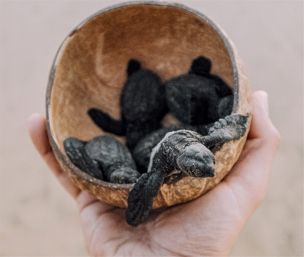 Turtle Release