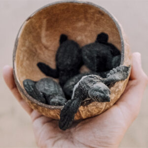 Turtle Release