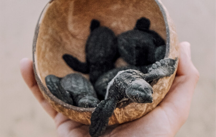 LIBERACIÓN DE TORTUGAS