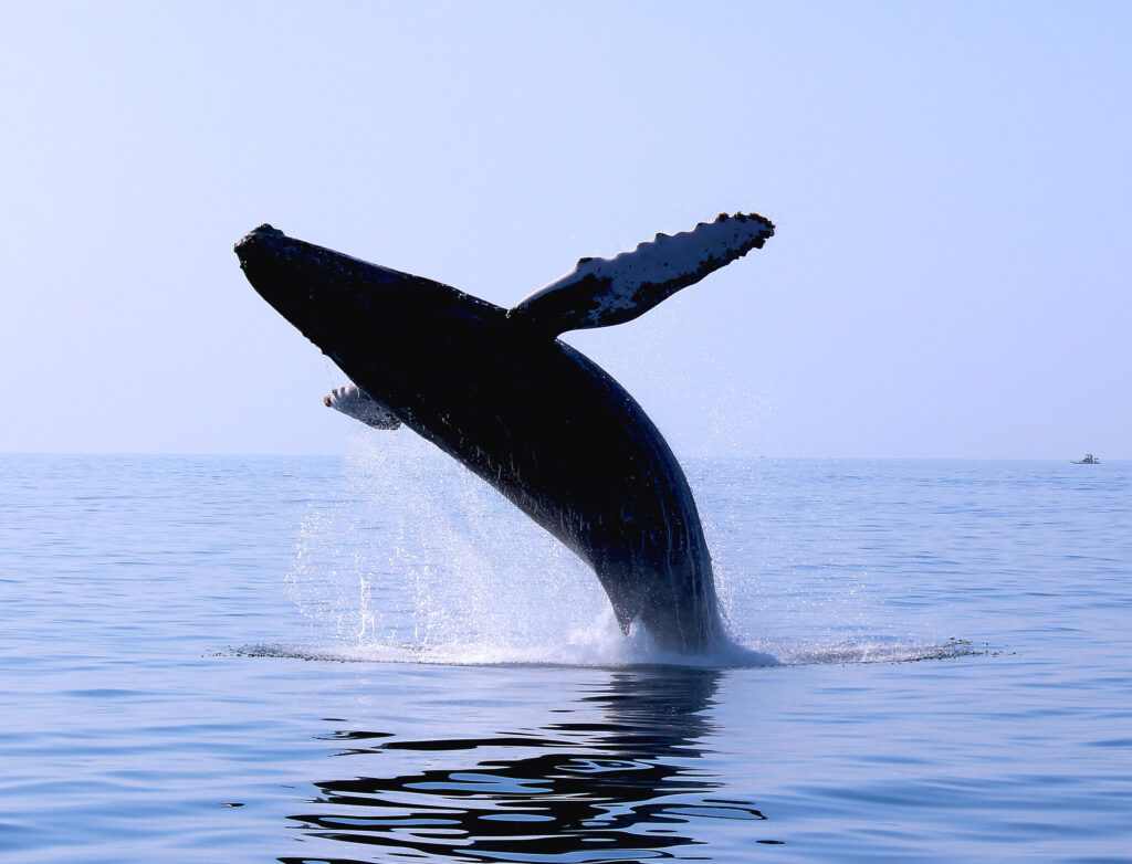 Whale Watching