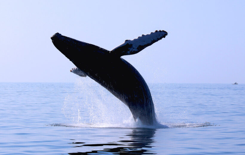 OBSERVACIÓN DE BALLENAS