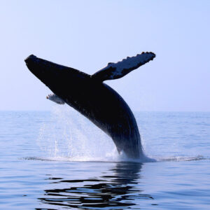 Whale Watching