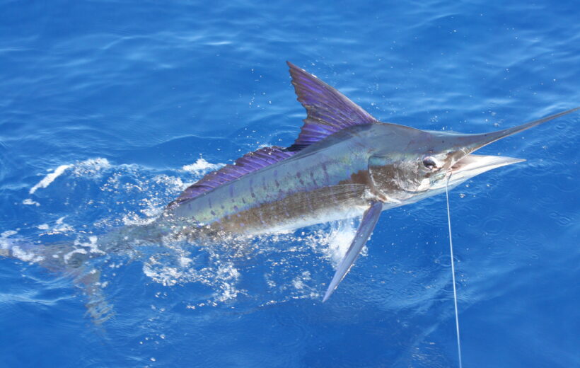 BIG GAME FISHING