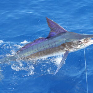 Deepsea Fishing Charters