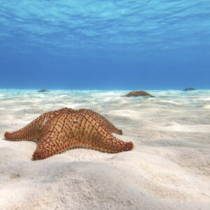 Cozumel Sea Safari