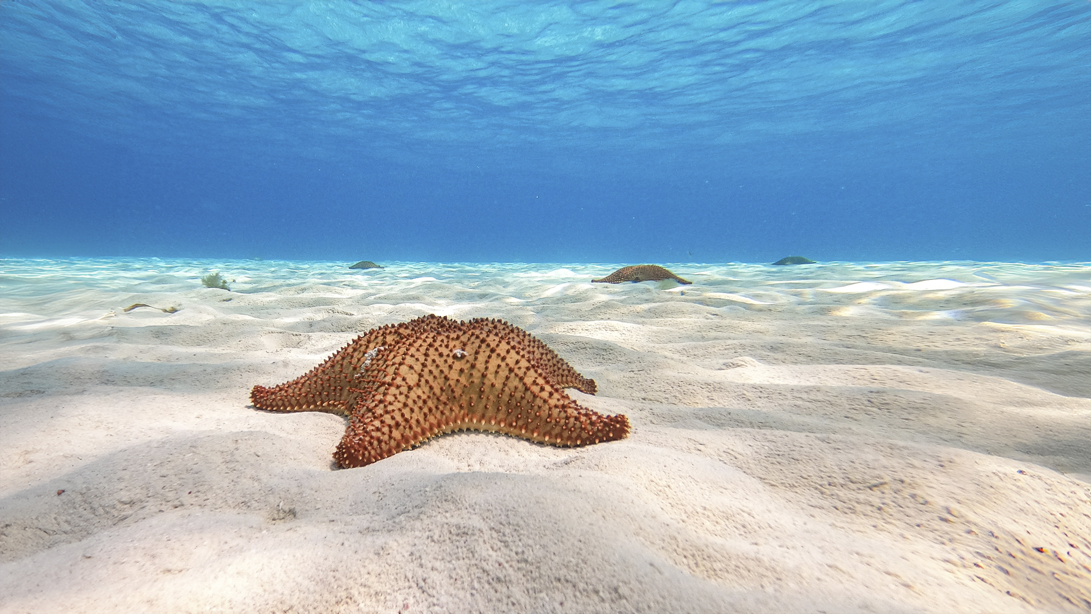 Cozumel Sea Safari