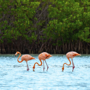 Holbox Island Adventure