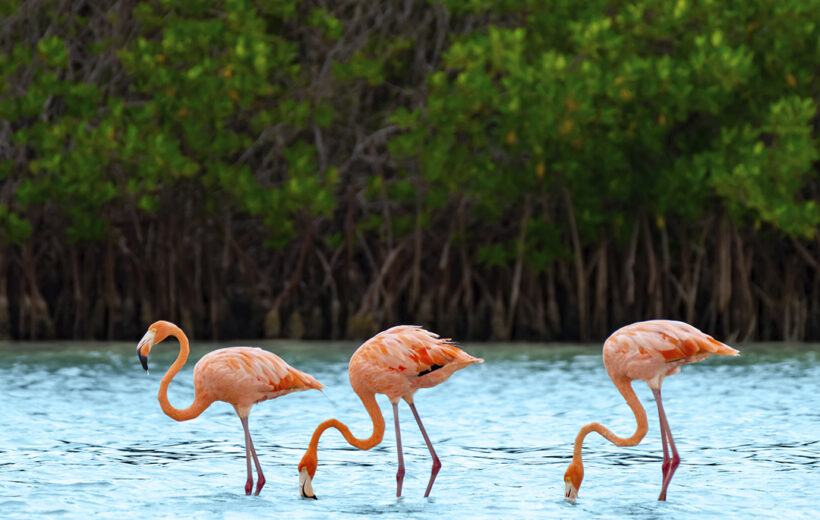 Holbox Island Adventure