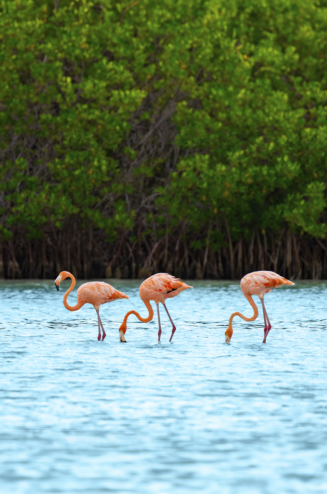 Holbox Island Adventure