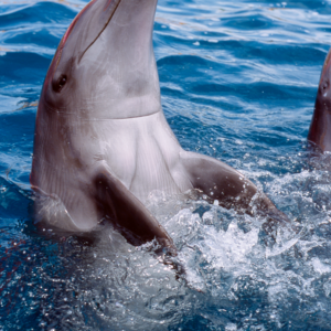 Dolphin Educational Program - Free