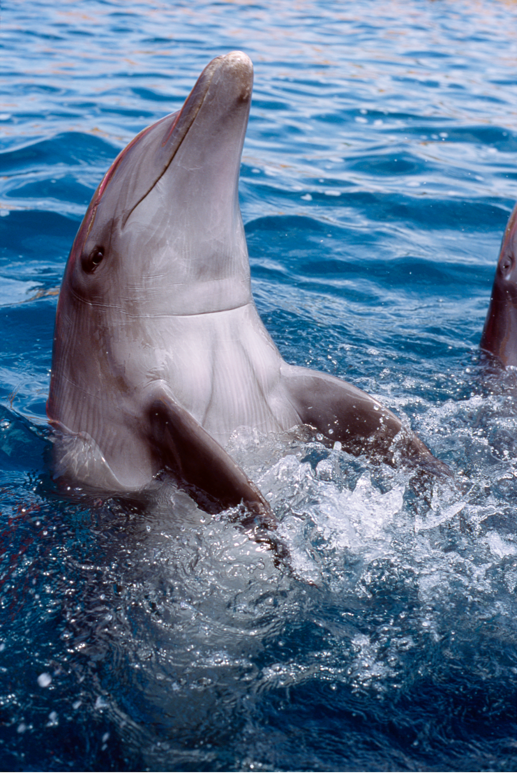 Dolphin Educational Program - Free